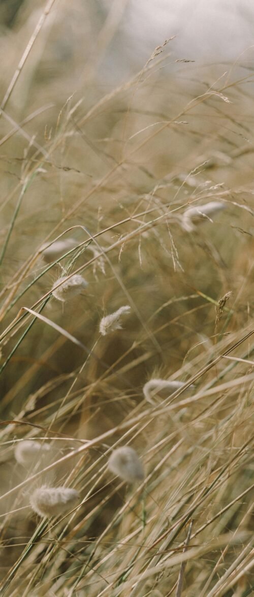 Herbes sauvages au vent, évoquant la nature, la liberté et l’adaptabilité
